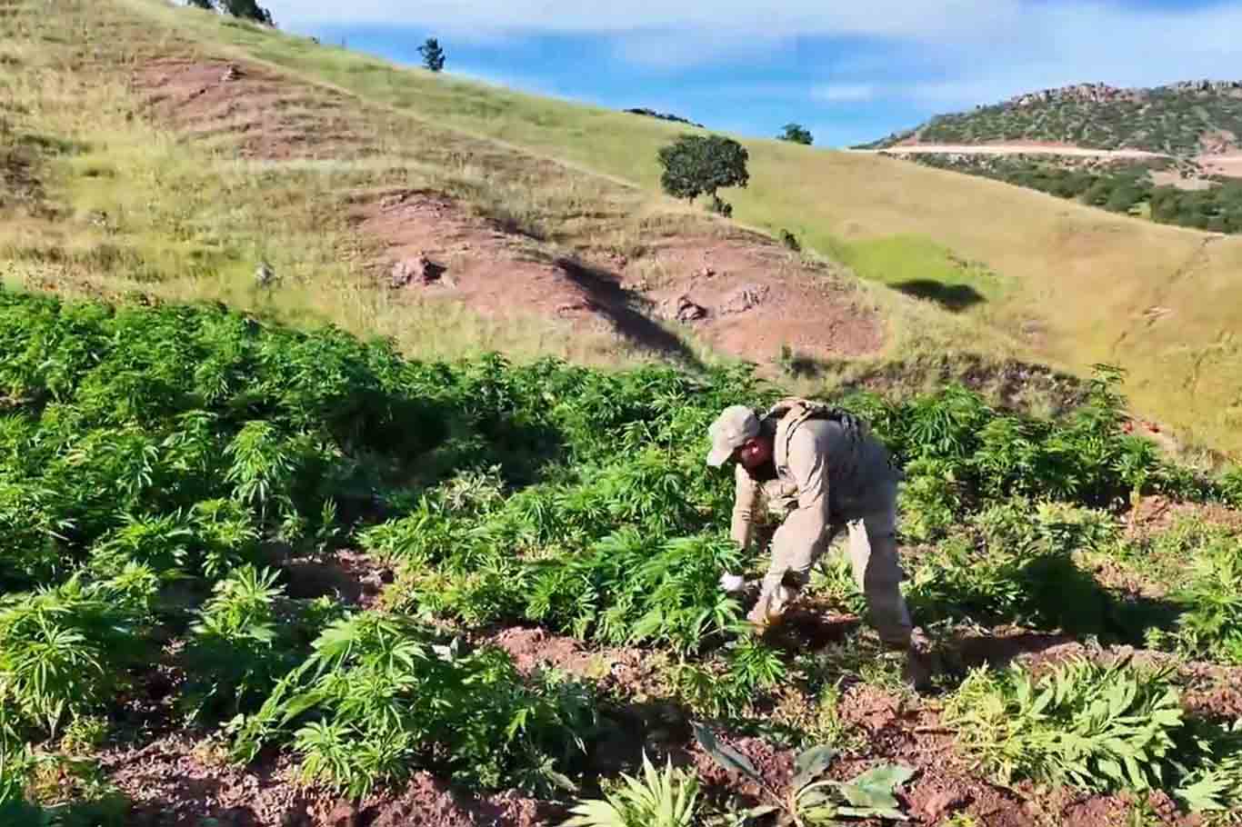 Diyarbakır'da 7 Milyon 543 Bin 818 Kök Kenevir Ele Geçirildi 2