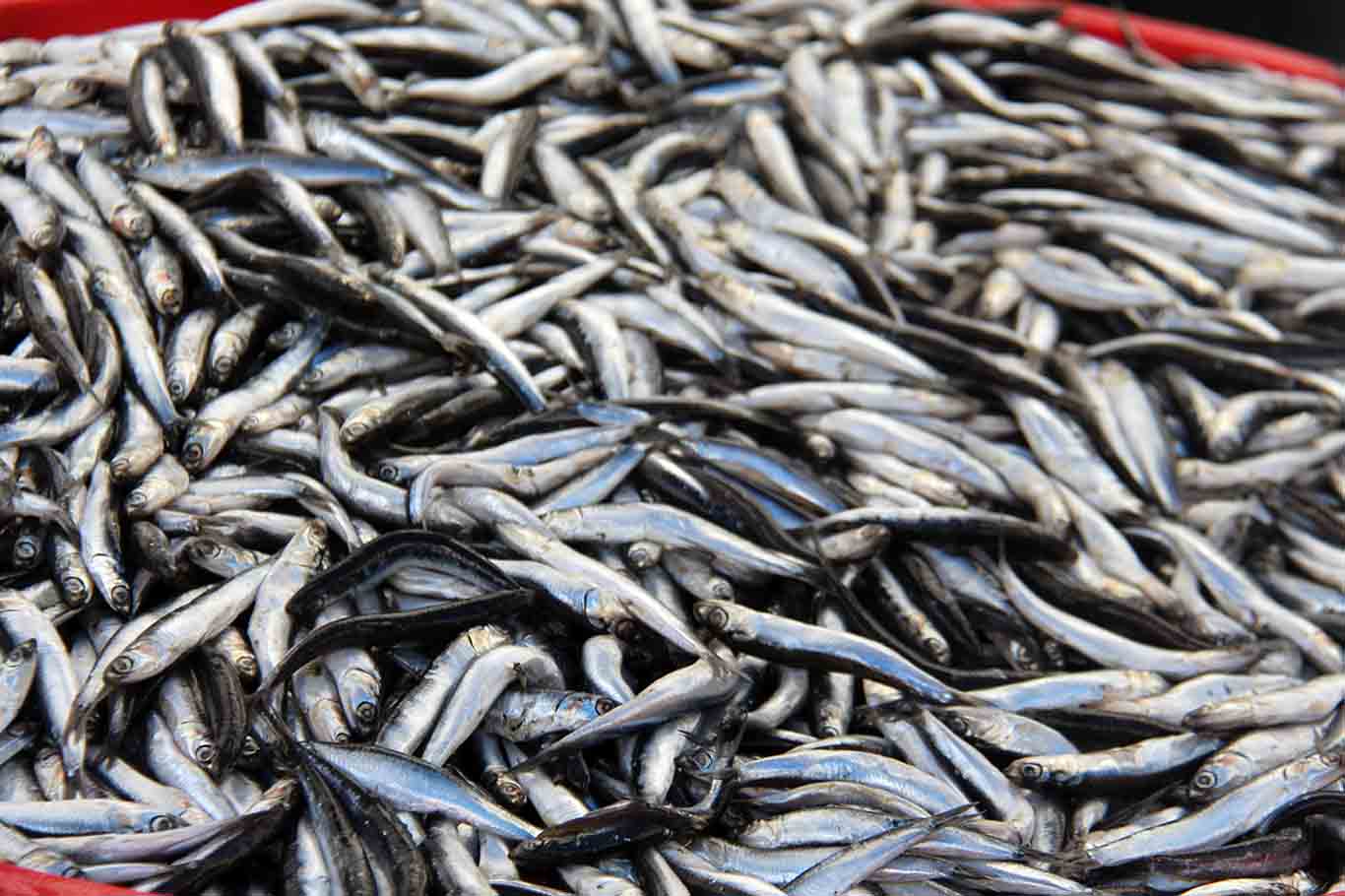 Diyarbakır’da Balık Tezgahlarda Kaldı 4