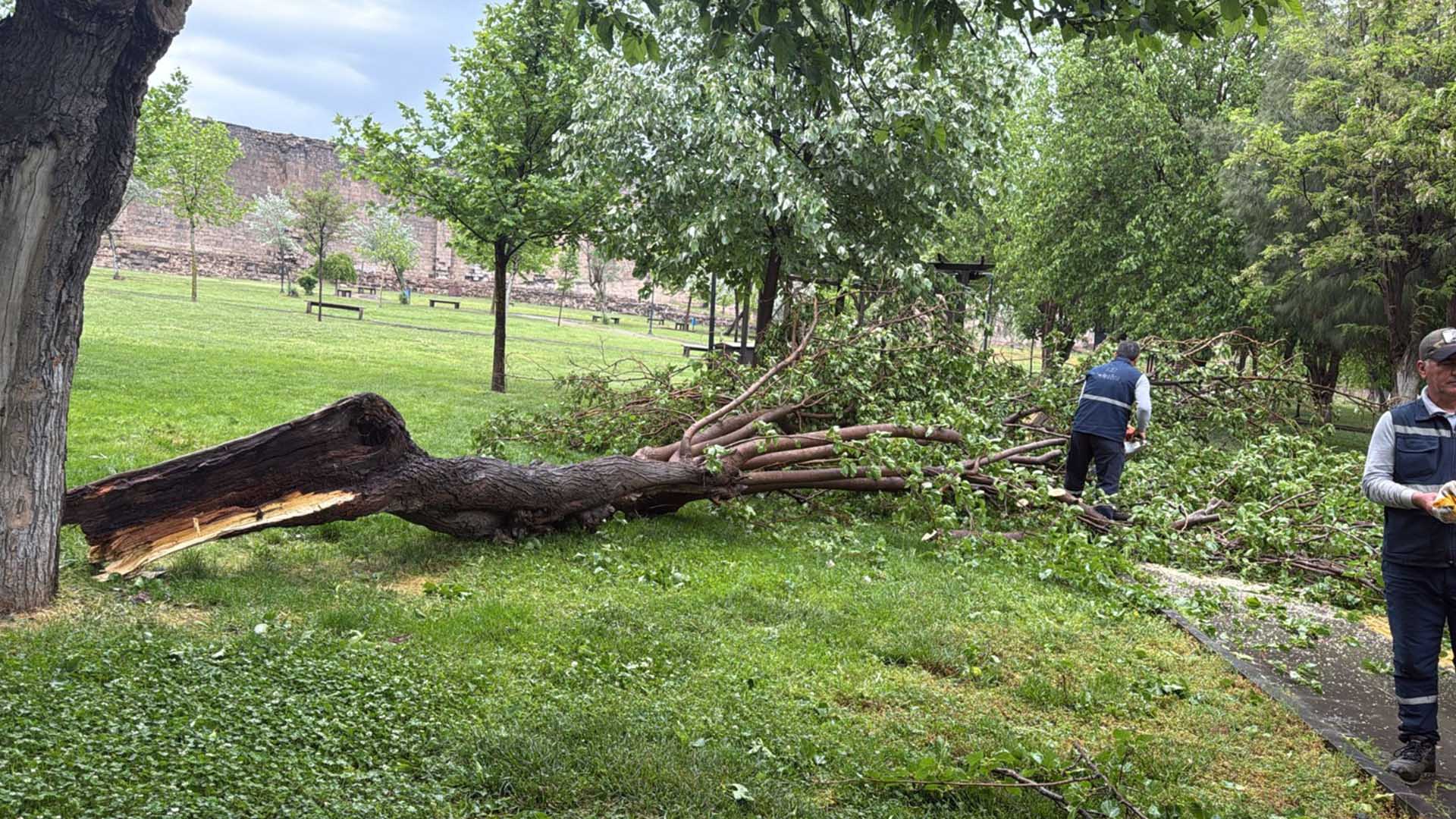 Diyarbakır'da Olumsuz Hava Koşullarında 370 Ağaç Zarar Gördü 1