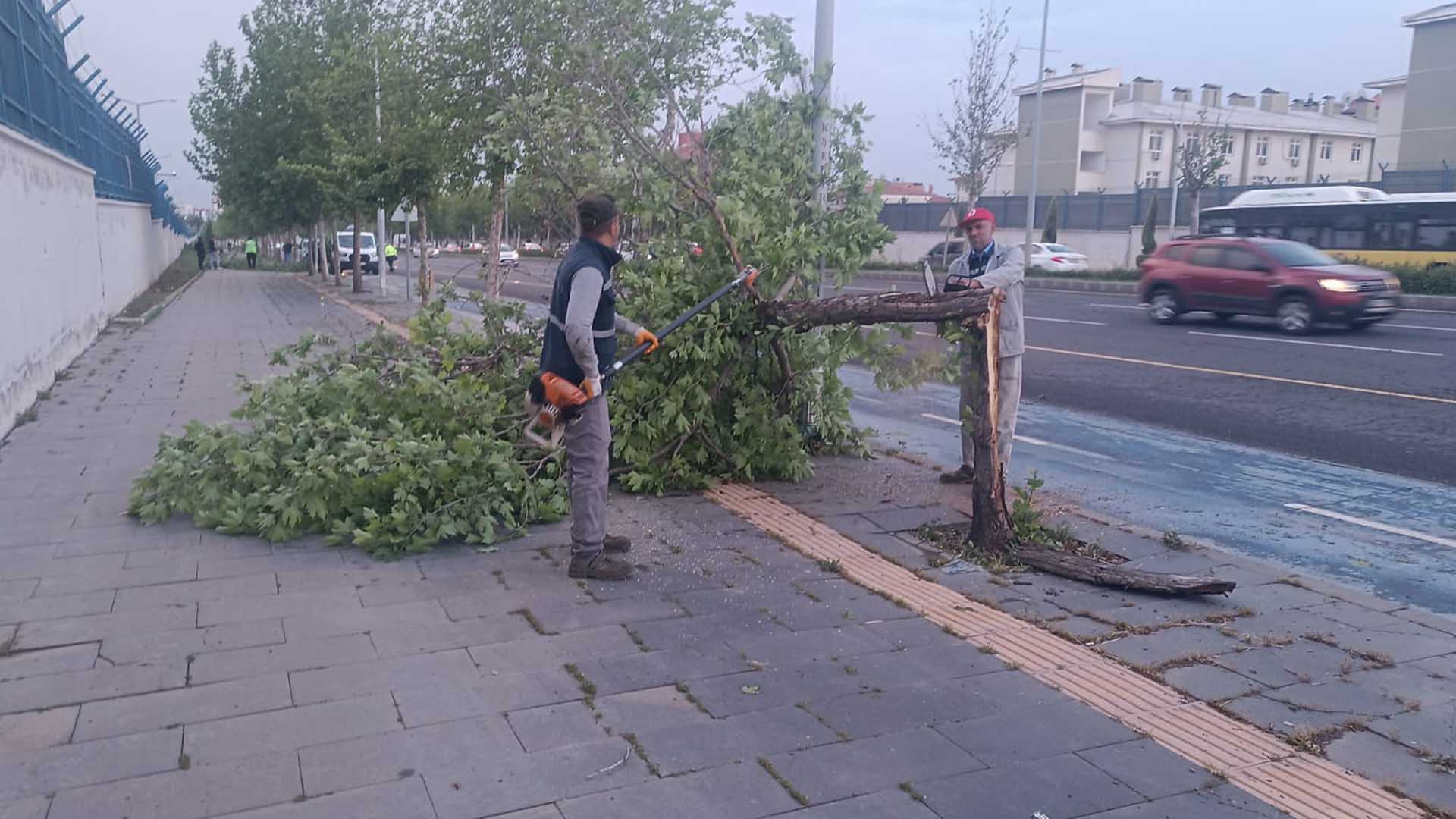 Diyarbakır'da Olumsuz Hava Koşullarında 370 Ağaç Zarar Gördü 2