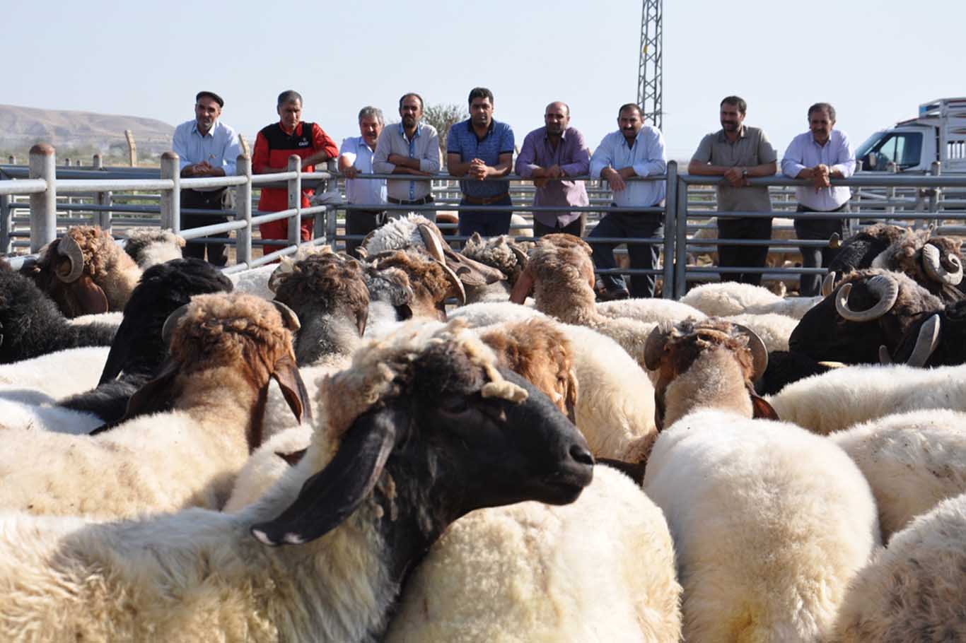 Kurban Bayramı Öncesi Besicilerden Açıklama 1