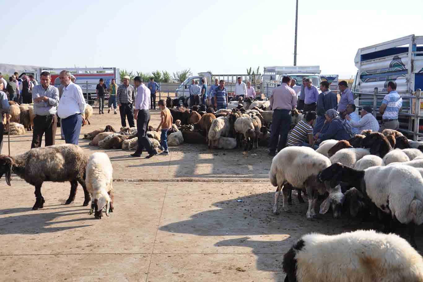 Kurban Bayramı Öncesi Besicilerden Açıklama 3
