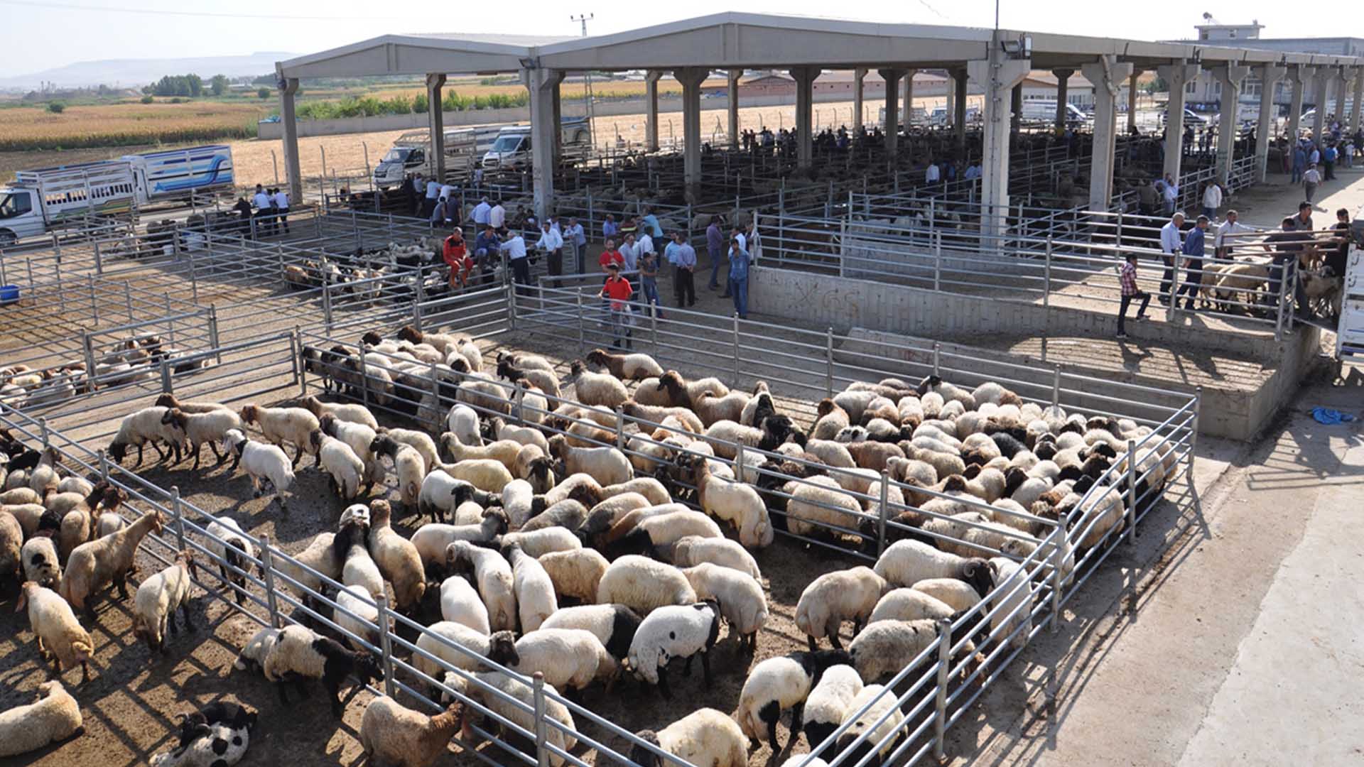 Kurban Bayramı Öncesi Besicilerden Açıklama
