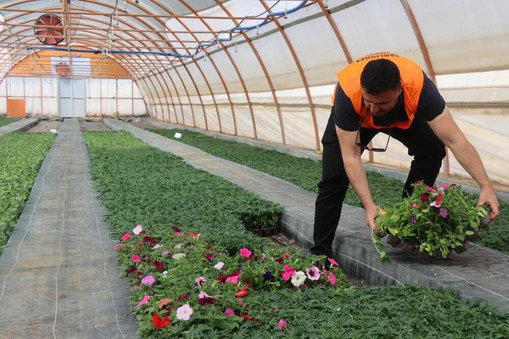 Meydanları Süsleyen Çiçekler Artık Belediye Serasından (1)