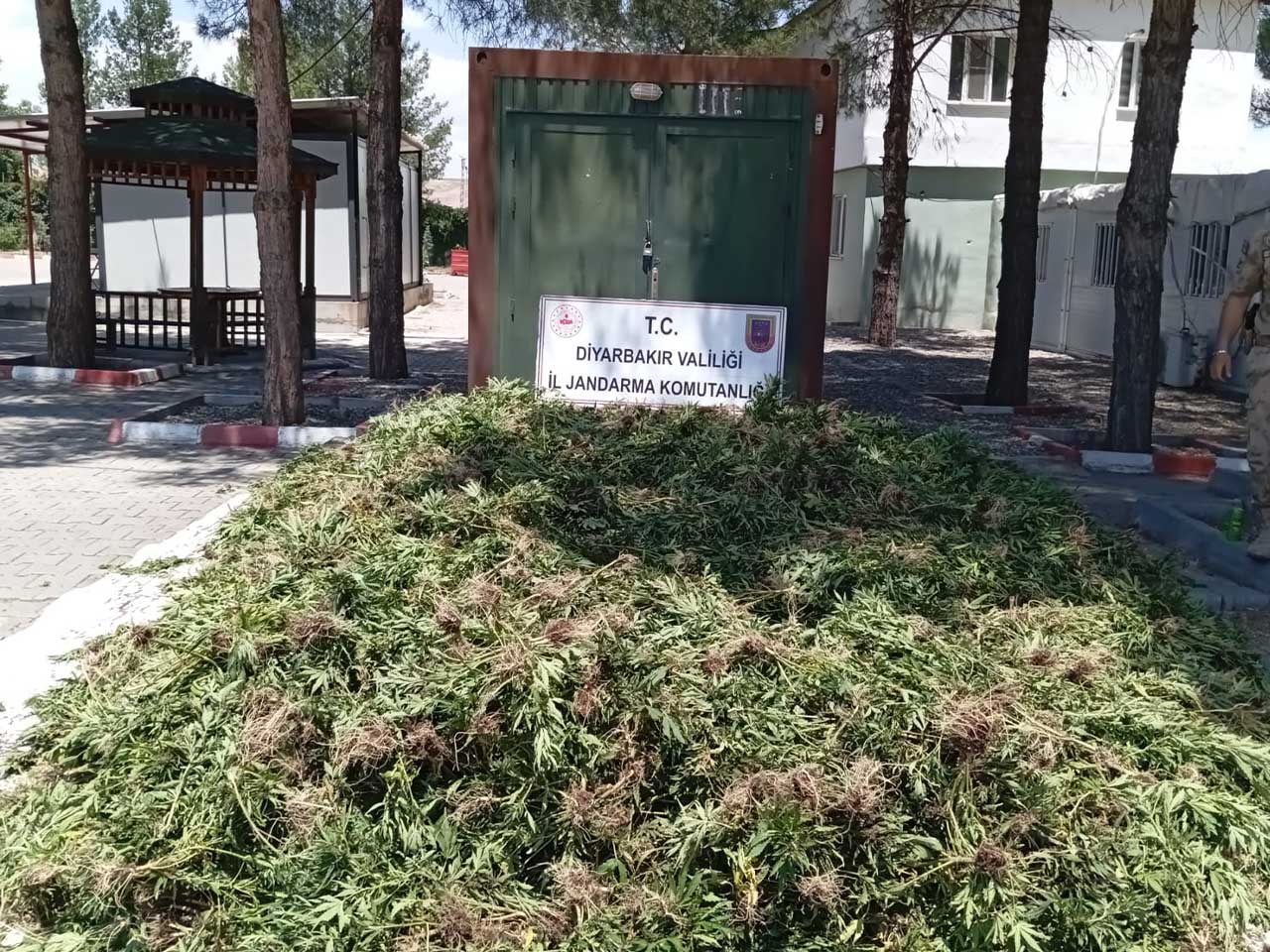 Bismil’de 41 Bin Kök Skunk Bitkisi Ele Geçirildi 1
