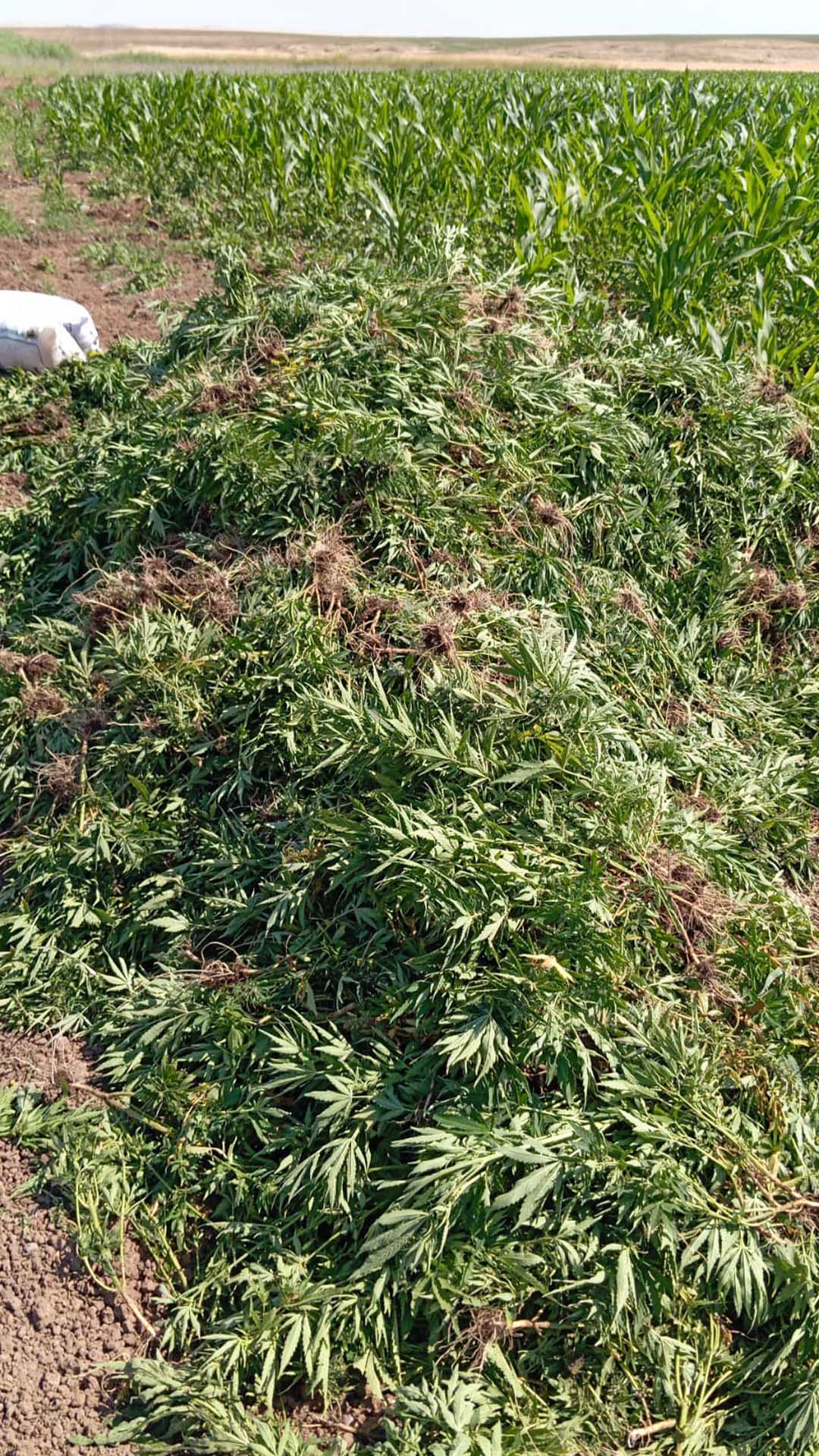 Bismil’de 41 Bin Kök Skunk Bitkisi Ele Geçirildi 2