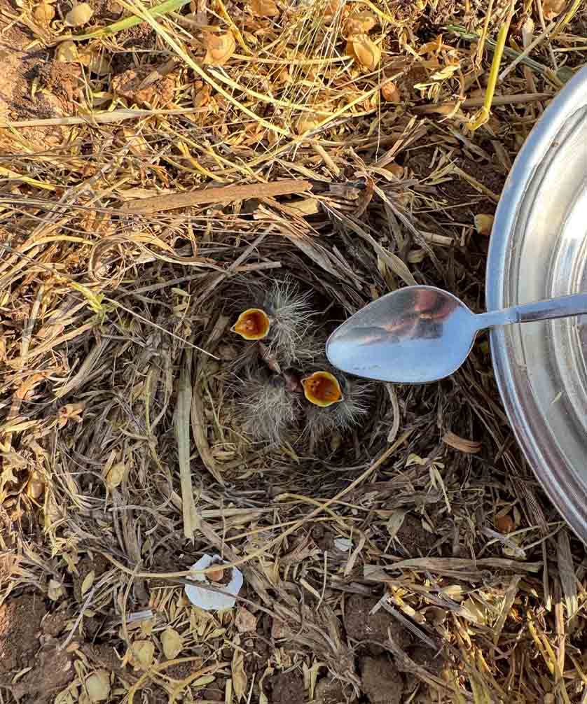Mercimek Tarlasında Hasat Yaparken Bulduğu Kuş Yavrularına Kaşıkla Su Verdi 3