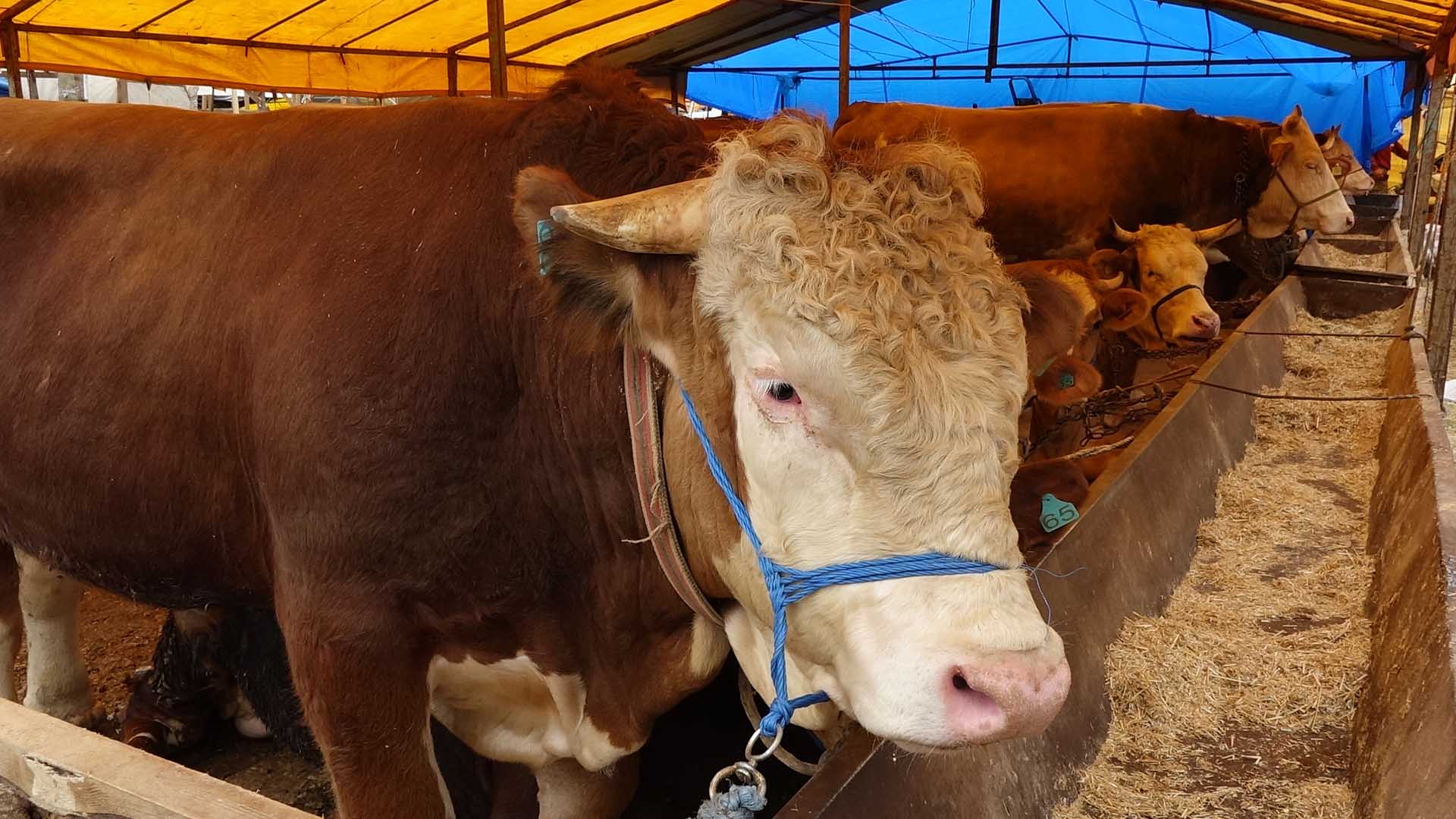 1 Kilo Için 15 Ton Su Tüketiliyor, Avokado, Kivi Yemeyin 5