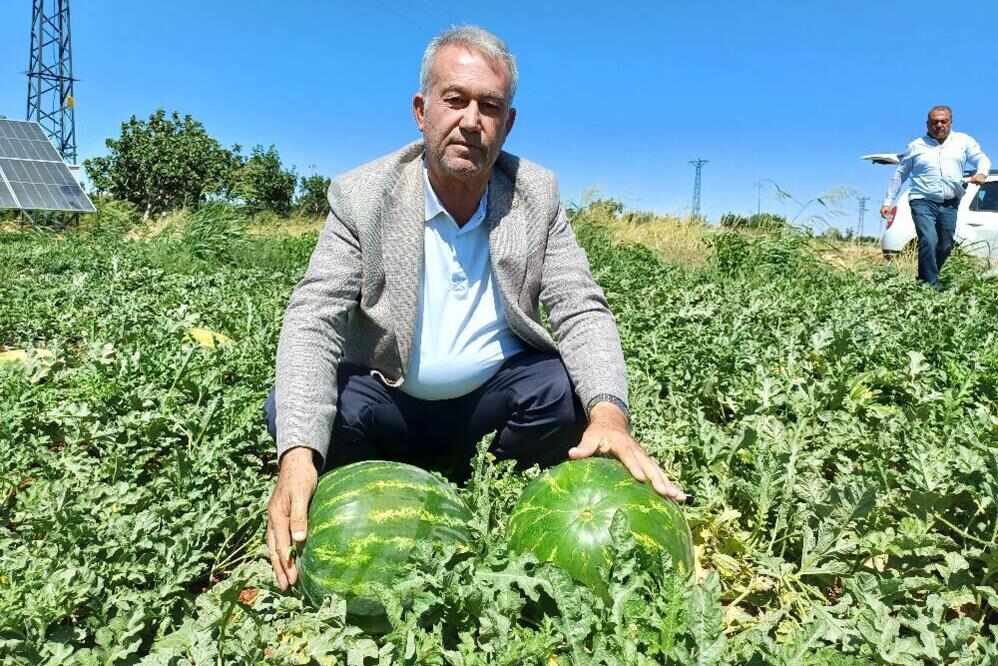 Araban'da 2025 Karpuz Hasadı Başladı (2)