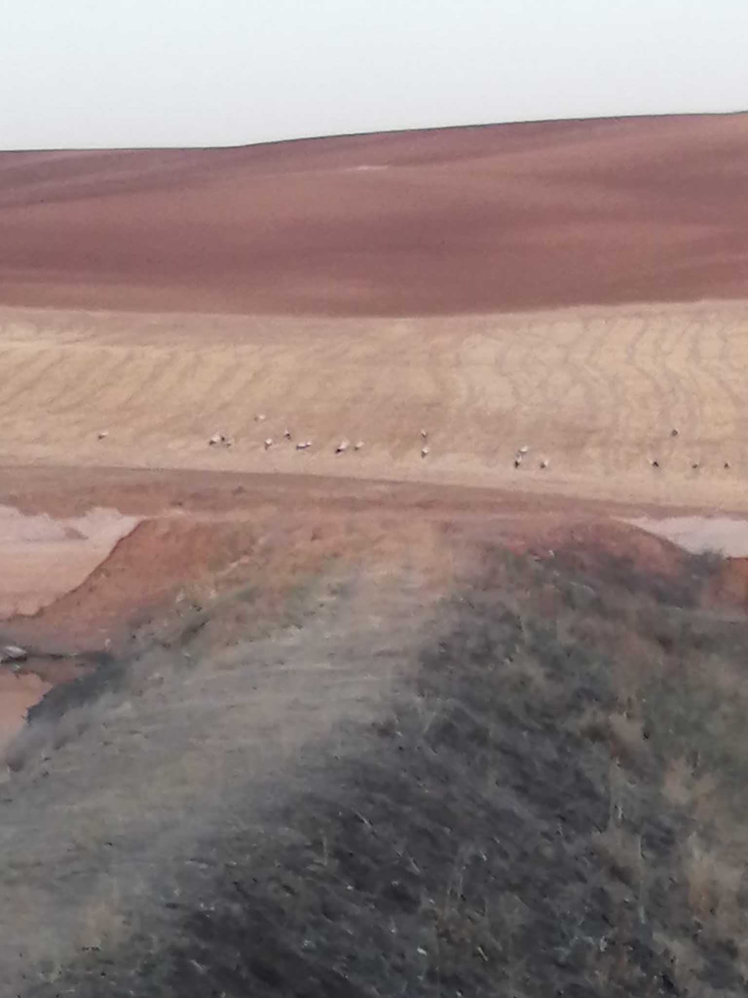 Bismil’de Leylekler Gölette Balık Bırakmadı Köylüler Isyan Etti 4