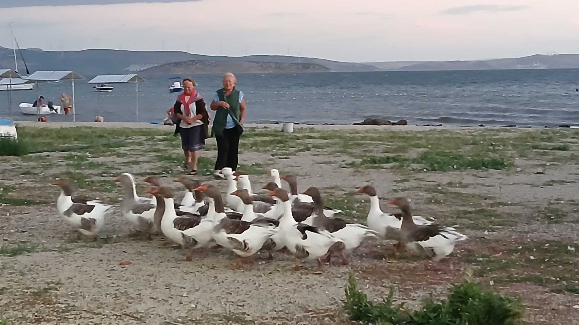 Denizde Yüzdükleri Için Şikayet Edilen Kazlar Kümese Kapatıldı 1