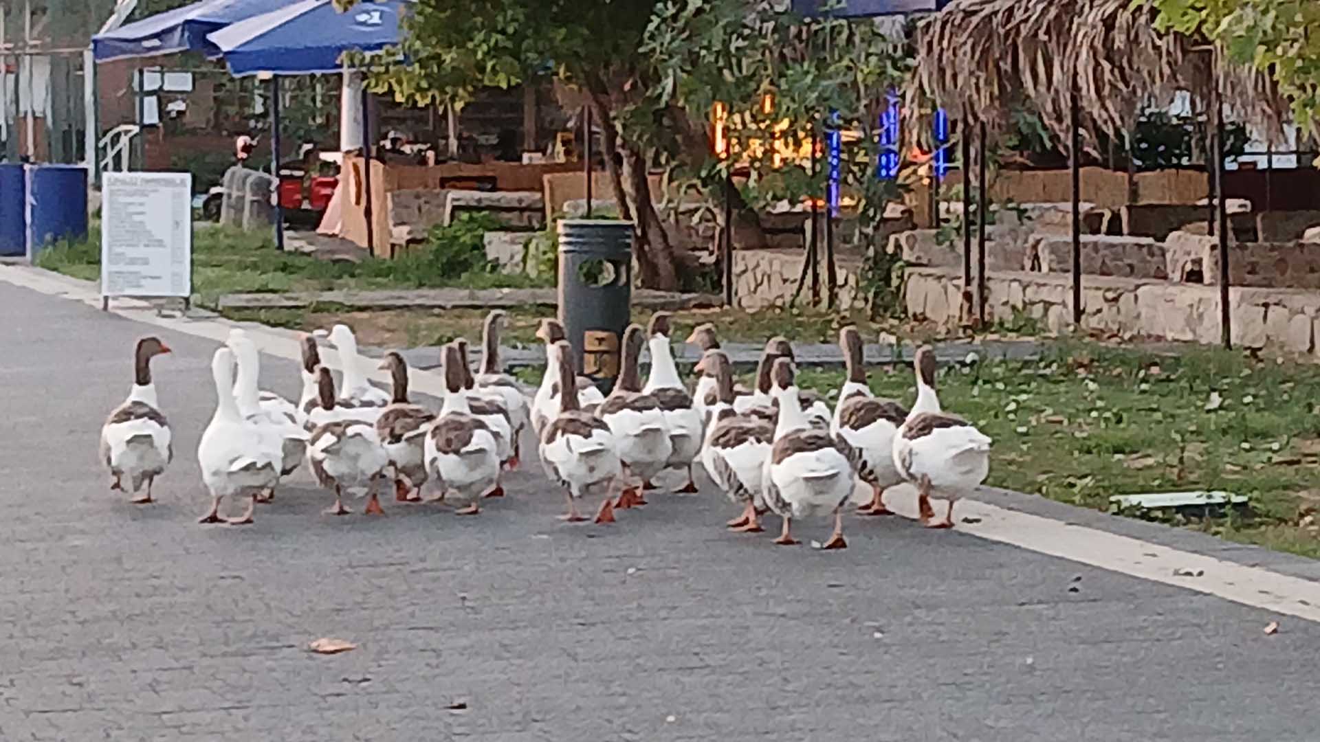 Denizde Yüzdükleri Için Şikayet Edilen Kazlar Kümese Kapatıldı 6