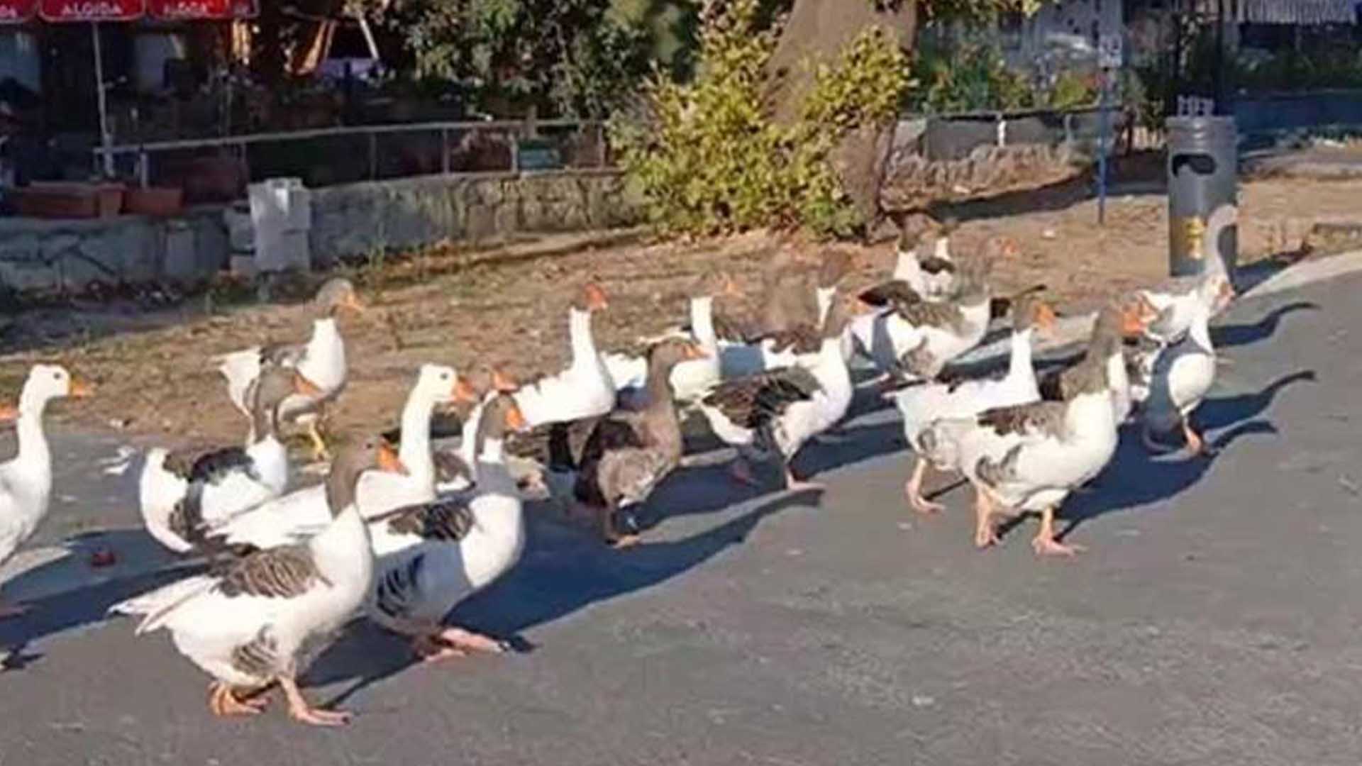 Denizde Yüzdükleri Için Şikayet Edilen Kazlar Kümese Kapatıldı 7