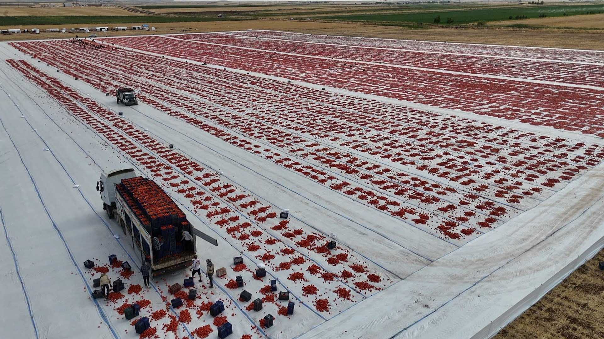 Diyarbakır Sıcağında Kurutulan Domatesler Avrupa’ya Ihraç Ediliyor 1