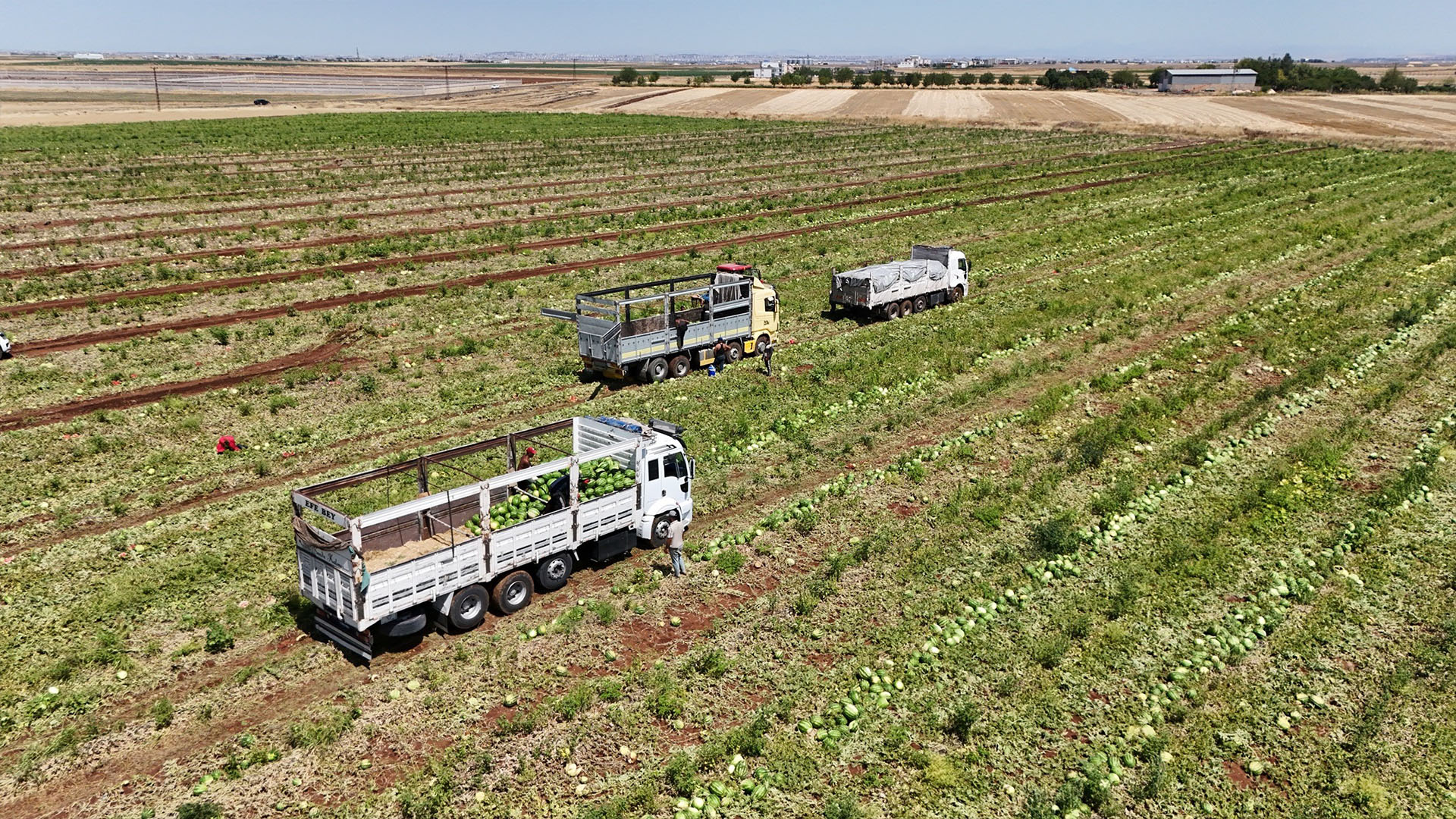 Diyarbakır’da Karpuz Hasadı Sürüyor Tarlada Kilosu 1 2 Lira(1)
