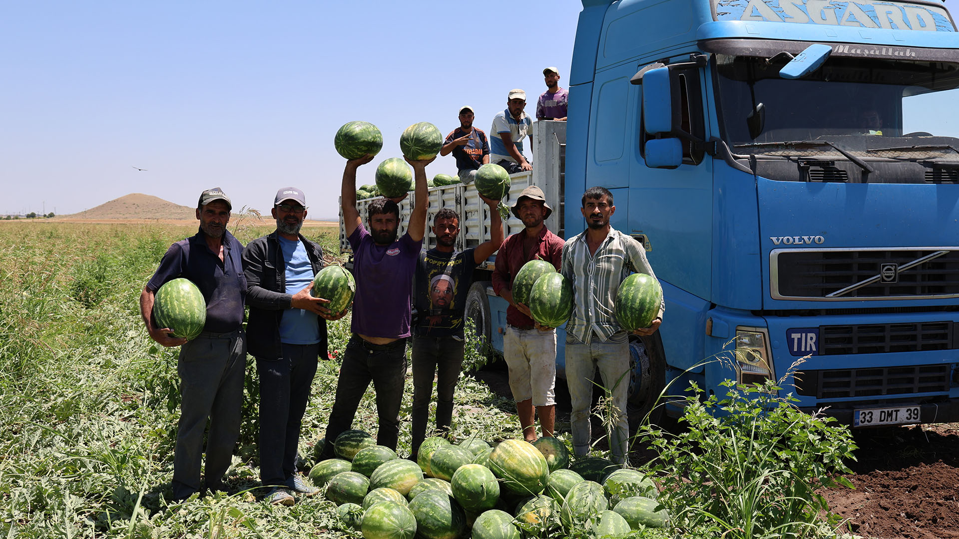 Diyarbakır’da Karpuz Hasadı Sürüyor Tarlada Kilosu 1 2 Lira(2)