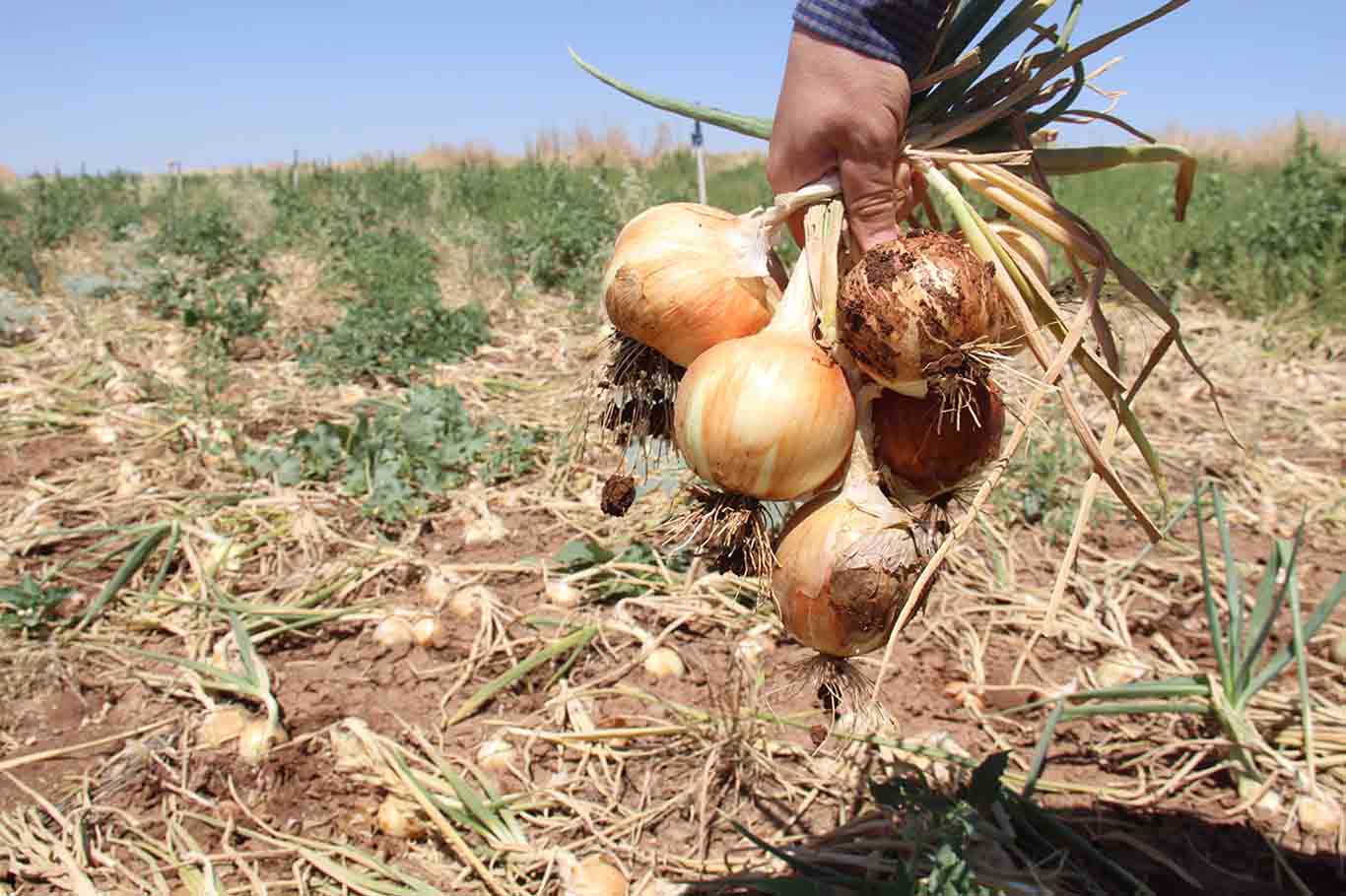 Diyarbakır’da Soğan Tarlada Kaldı 5