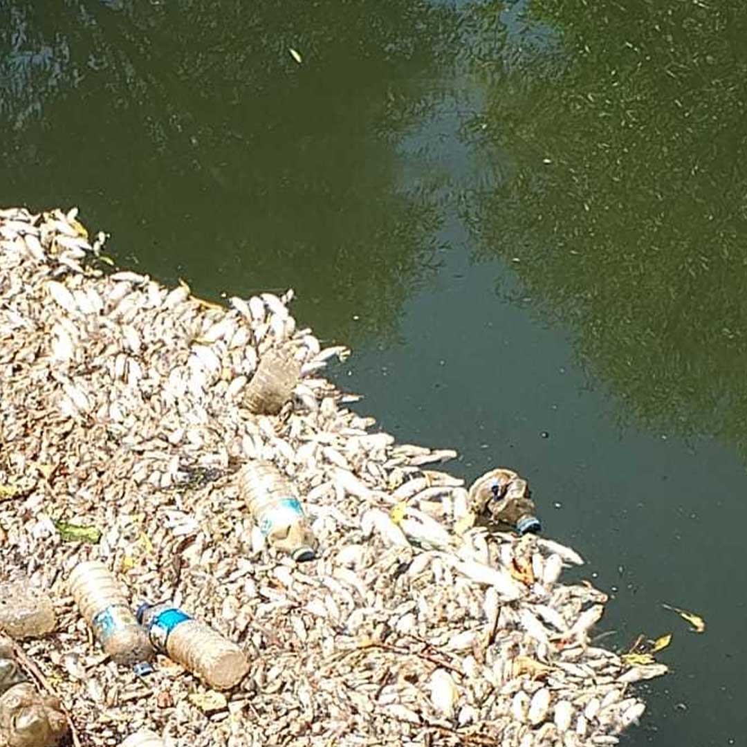 Diyarbakır’ın Ilçesinde Toplu Balık Ölümleri 1