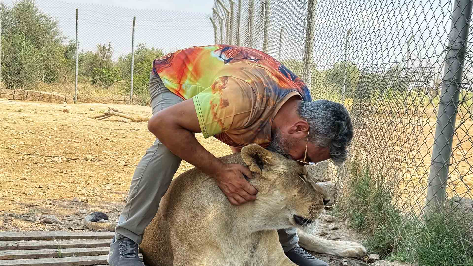 Diyarbakırlı Iş Adamı, Vahşi Hayvanlara Olan Sevgisini 13 Yıldır Aslanları Besleyerek Sürdürüyor 1