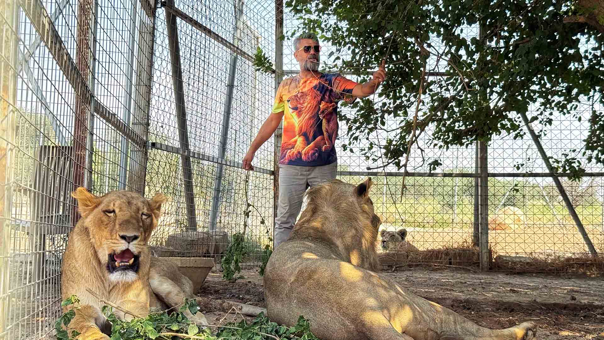 Diyarbakırlı Iş Adamı, Vahşi Hayvanlara Olan Sevgisini 13 Yıldır Aslanları Besleyerek Sürdürüyor 2