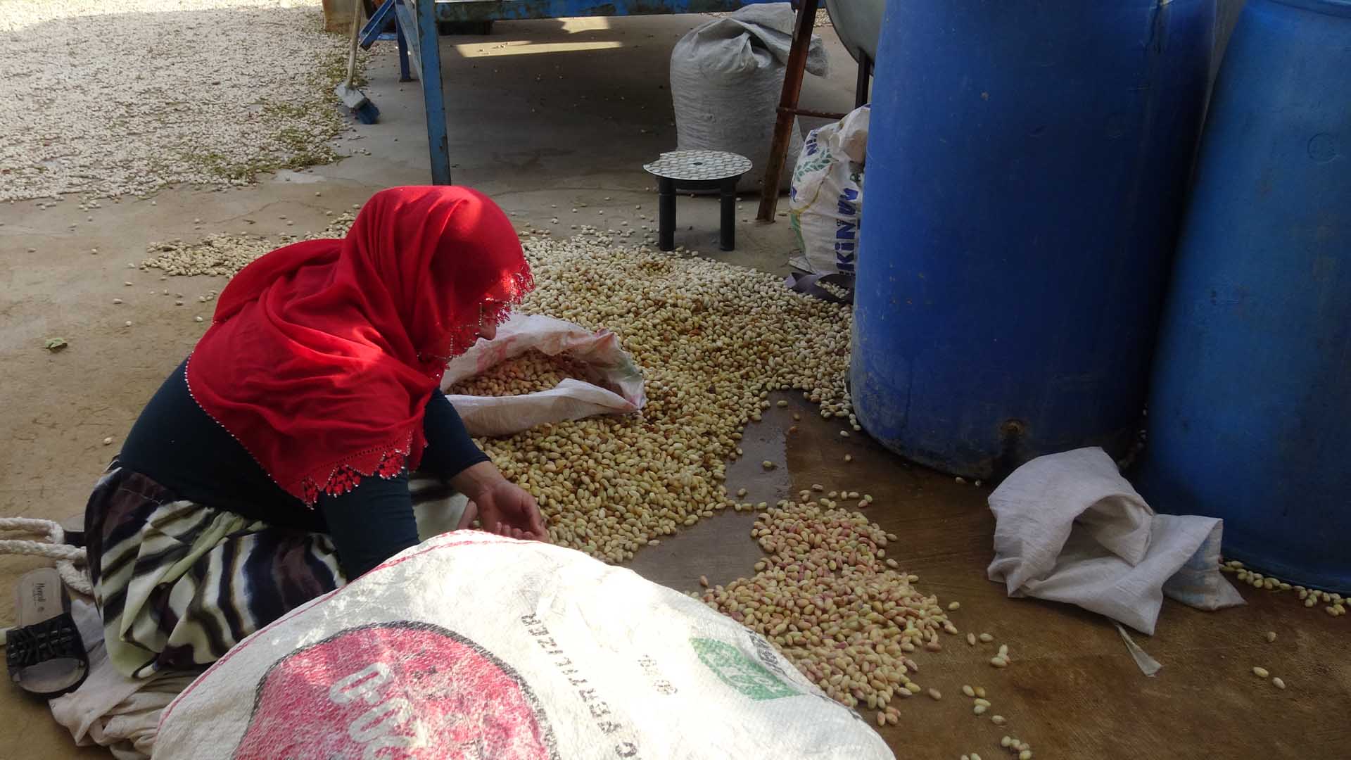 Batman’da Fıstık Hasadı Başladı; Verim Ve Fiyatlar Nasıl 1