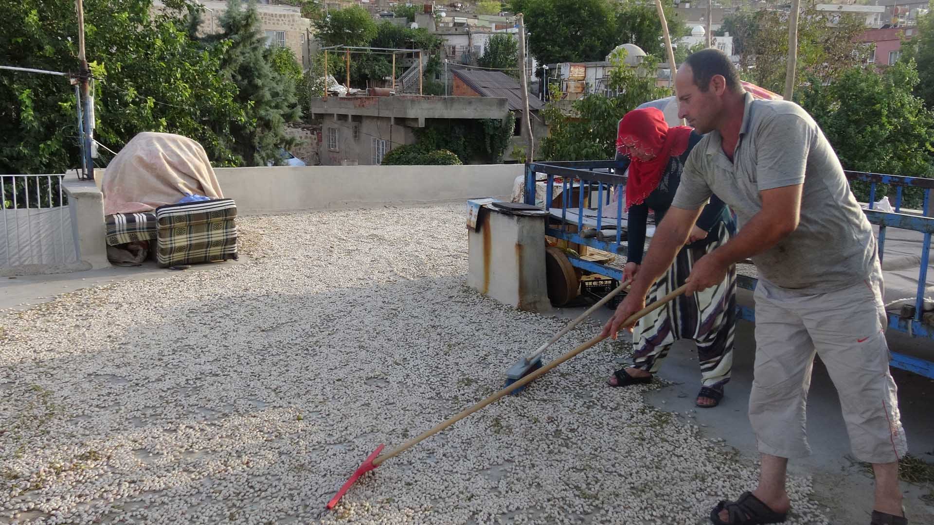 Batman’da Fıstık Hasadı Başladı; Verim Ve Fiyatlar Nasıl 2