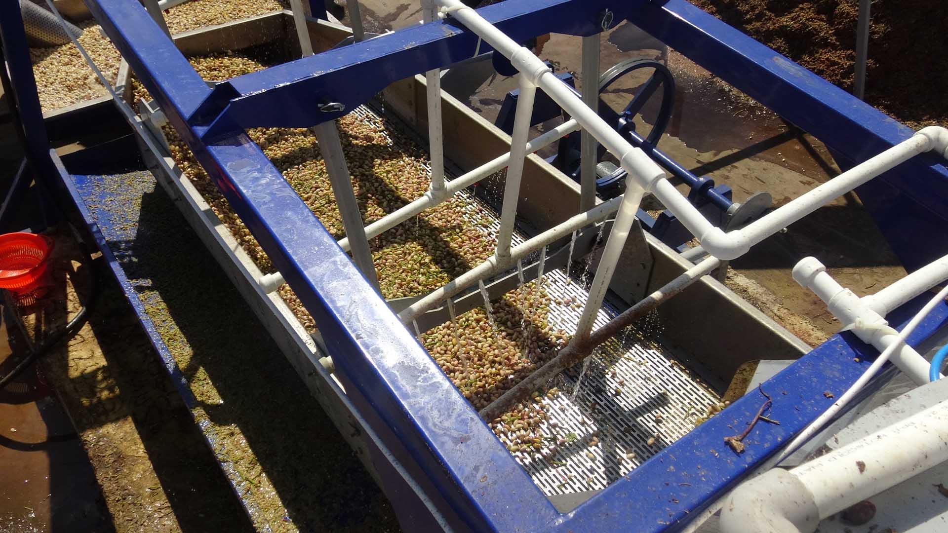 Batman’da Fıstık Hasadı Başladı; Verim Ve Fiyatlar Nasıl 4