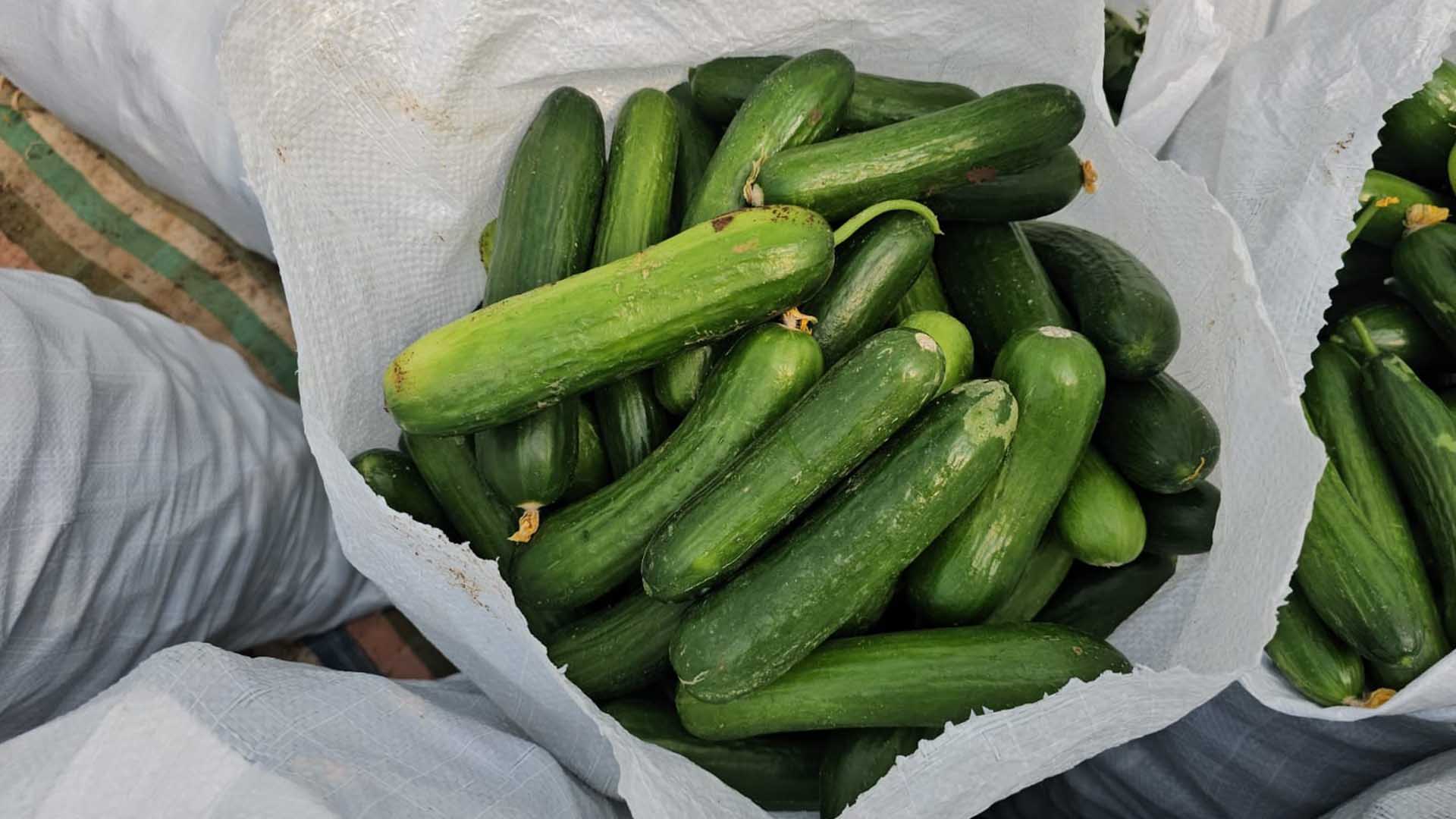 10 Bin Metrekarelik Alanda Günde 4 Ton Yetiştiriyor 1