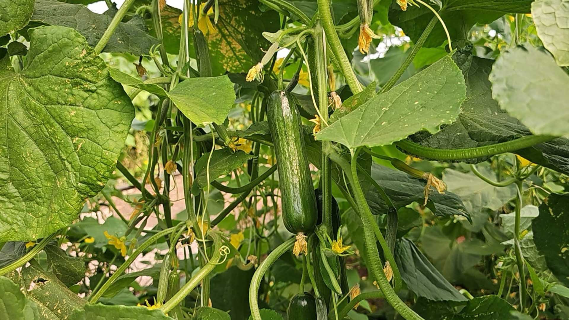 10 Bin Metrekarelik Alanda Günde 4 Ton Yetiştiriyor 2