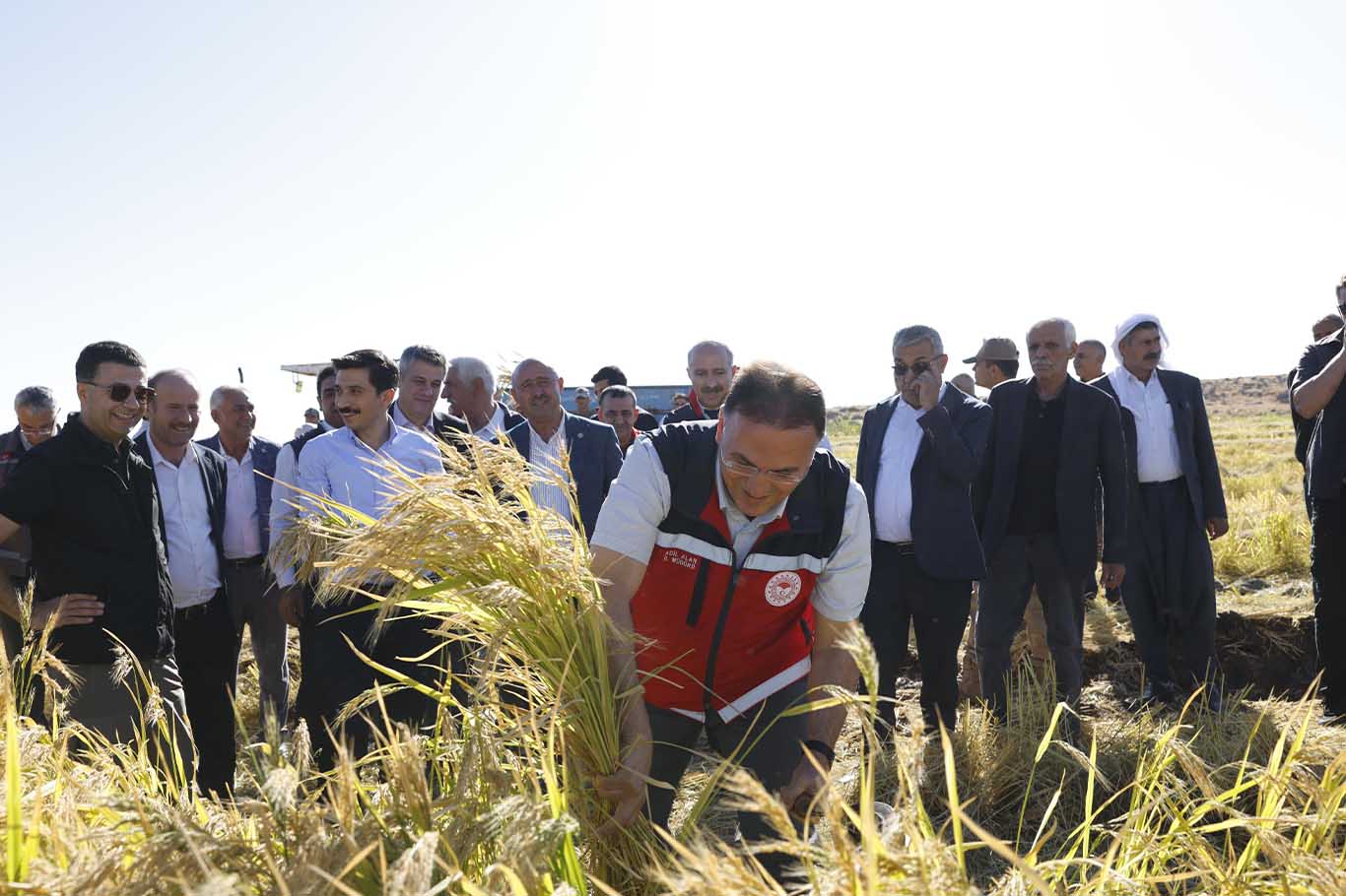 Diyarbakır’ın Coğrafi Işaret Tescilli Ürününde Hasat Bereketi 2