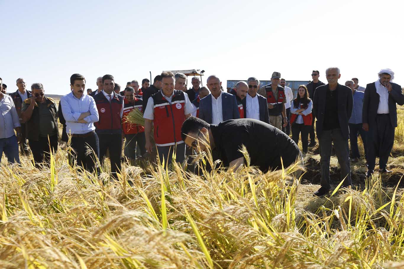 Diyarbakır’ın Coğrafi Işaret Tescilli Ürününde Hasat Bereketi 3