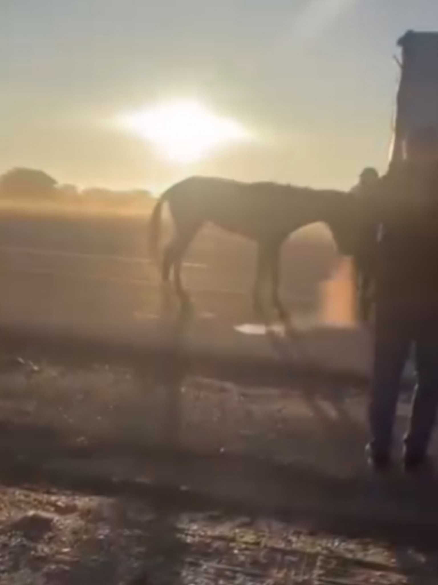 Batman Valiliği’nden Bir Kamyonetin Arkasına Bağlı Olarak Sürüklenen Ata Ilişkin Açıklama 4