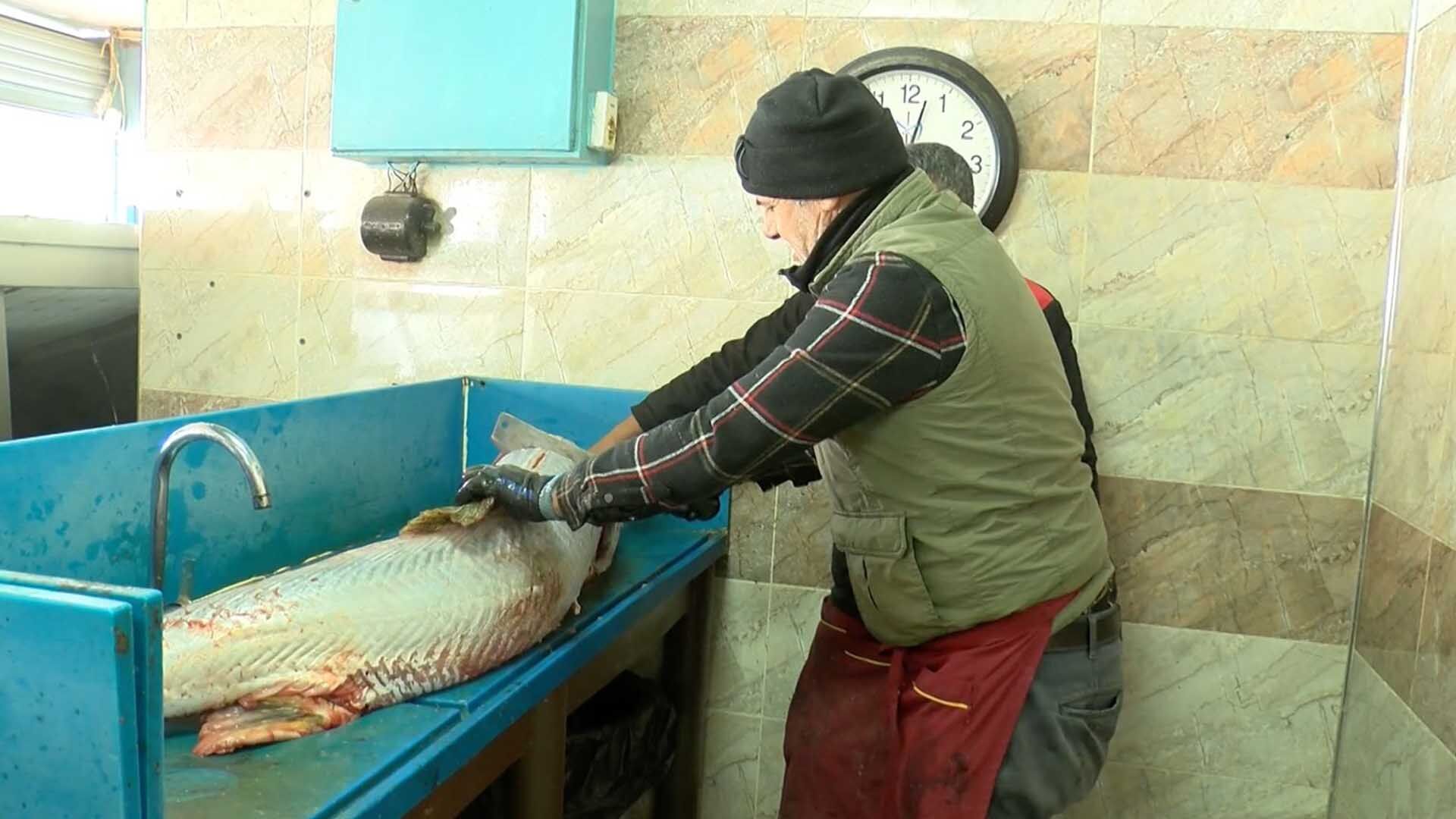 Diyarbakırlı Balıkçı, Munzur Çayı’nda 80 Kiloluk Turna Balığı Yakaladı 3