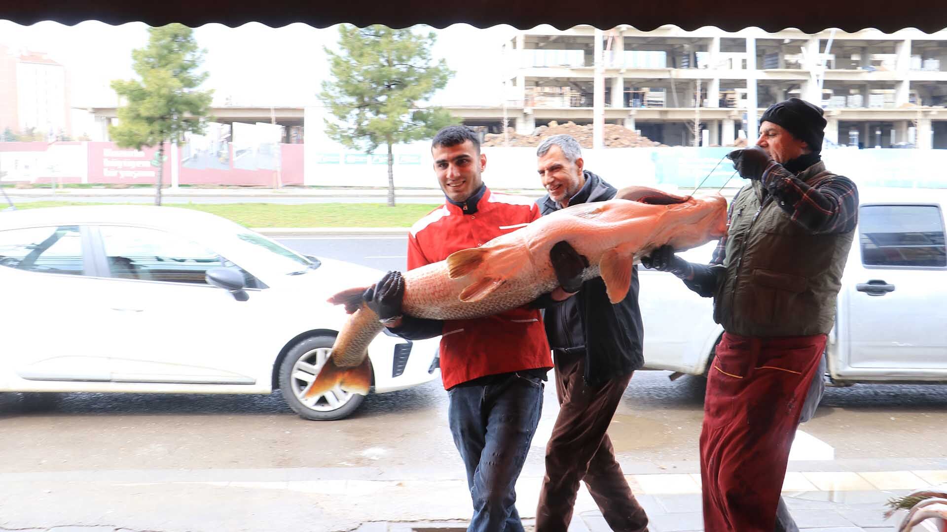 Diyarbakırlı Balıkçı, Munzur Çayı’nda 80 Kiloluk Turna Balığı Yakaladı 6