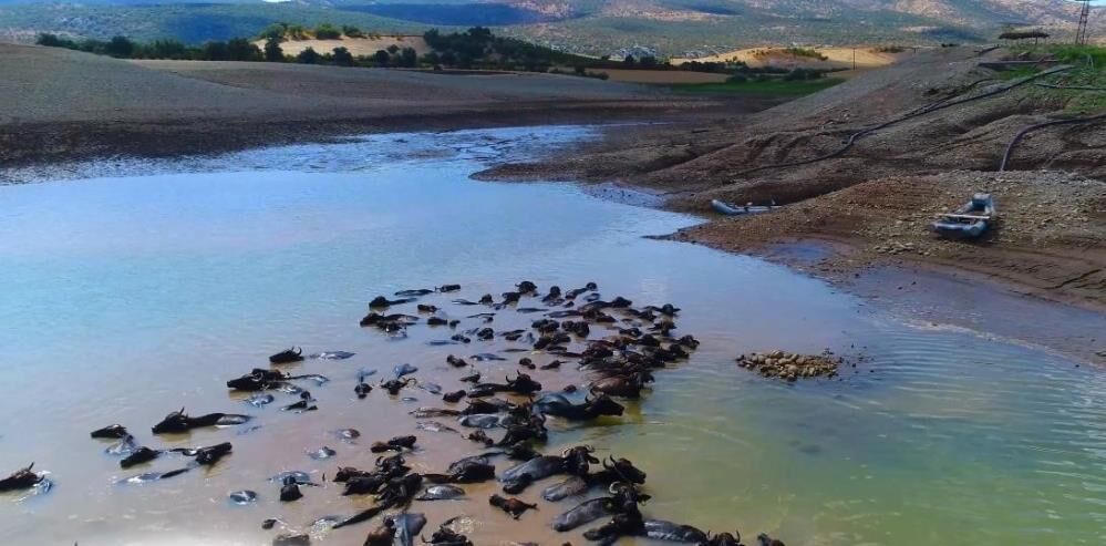 Diyarbakır'da Devlet Destekleriyle Manda Sayısı 21 Bin 500'E Ulaştı (1)