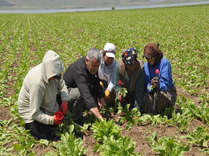 Mevsimlik İşçilerin Anneler Günü Gül Ile Kutlandı (1)
