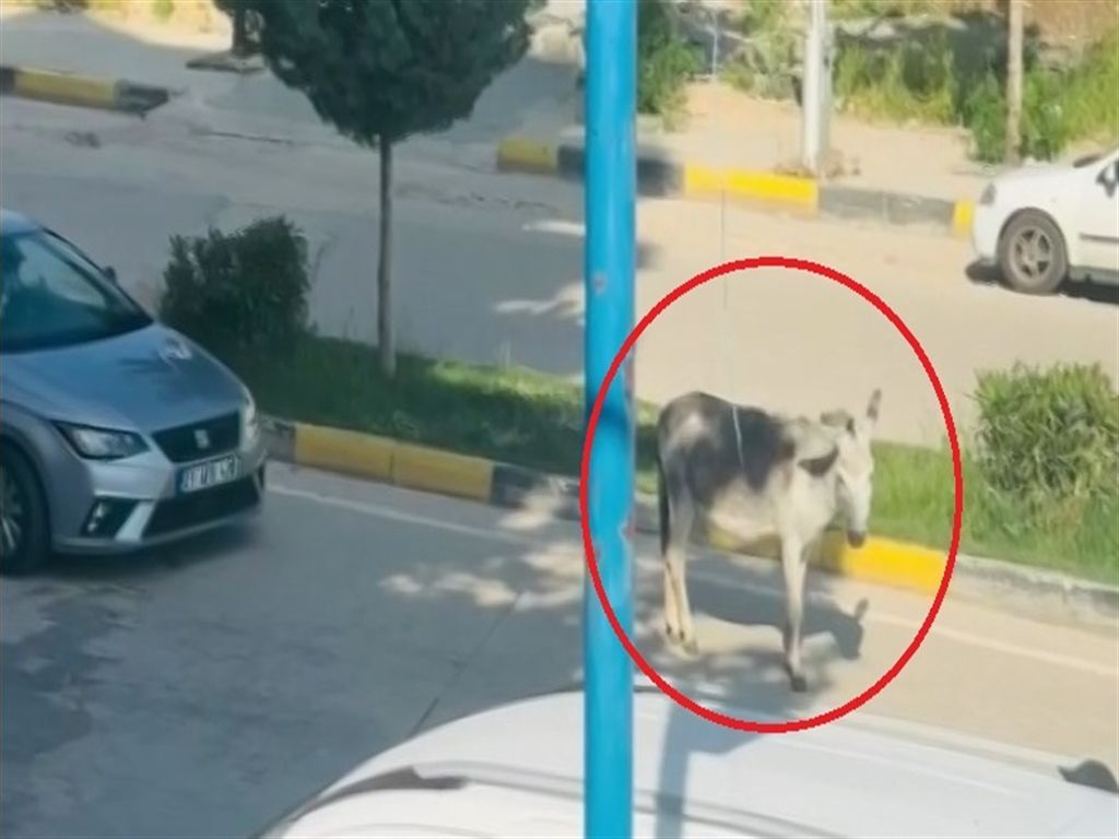 Diyarbakır'da Kara Yoluna Çıkan Eşek Sürücülere Zor Anlar Yaşattı (2)