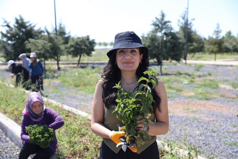 Kadınların Yetiştirdiği Tıbbi Ve Aromatik Bitkilerin İlk Hasadı Yapıldı (2)