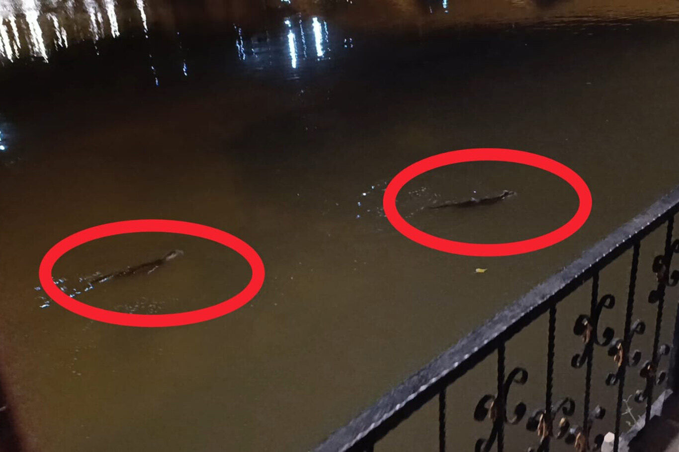 Diyarbakır'da Nesli Tükenmekte Olan Su Samurları Görüldü (2)