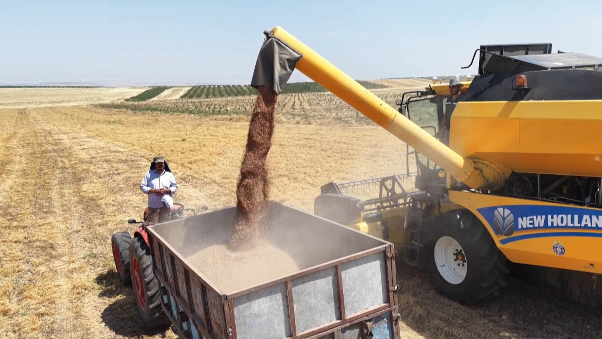 Diyarbakır'ın Ardından Batman'da Da Mercimek Hasadı Tamamlandı