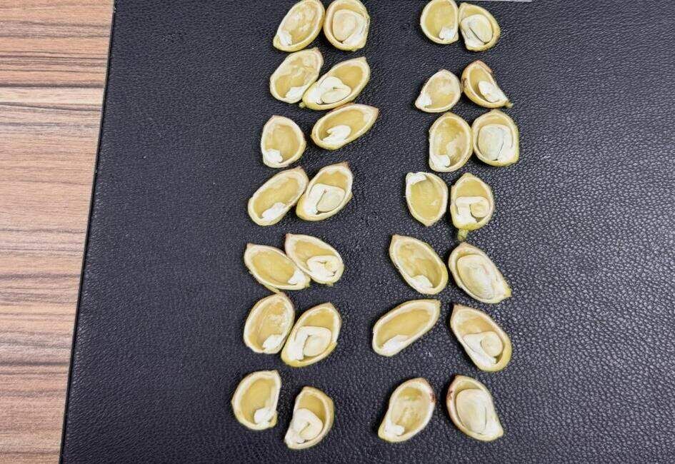 Fıstık Üreticilerine Erken Hasat Uyarısı Yapıldı (1)