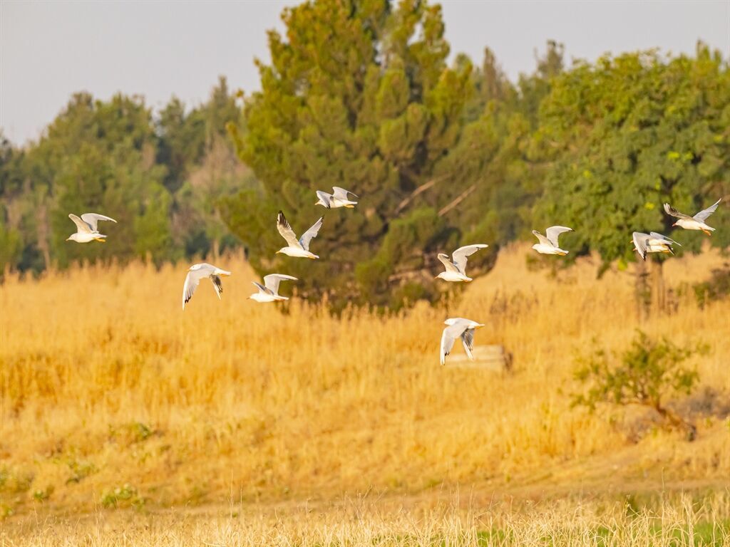 Diyarbakır