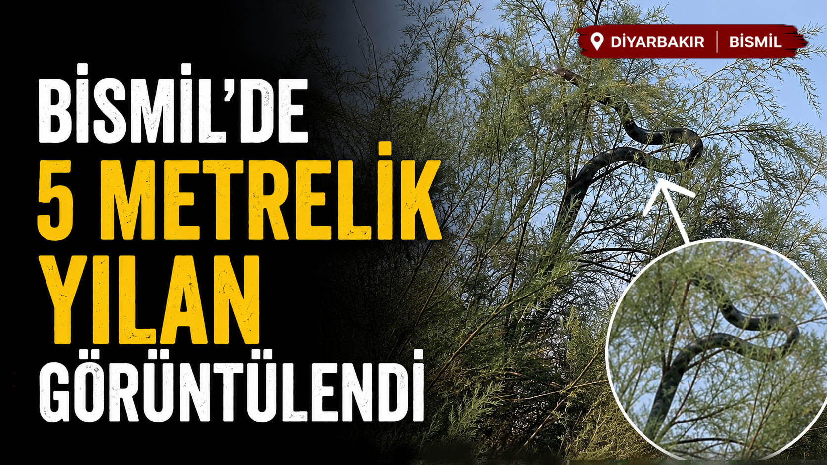 Bismil’de 5 Metrelik Yılan Görüntülendi