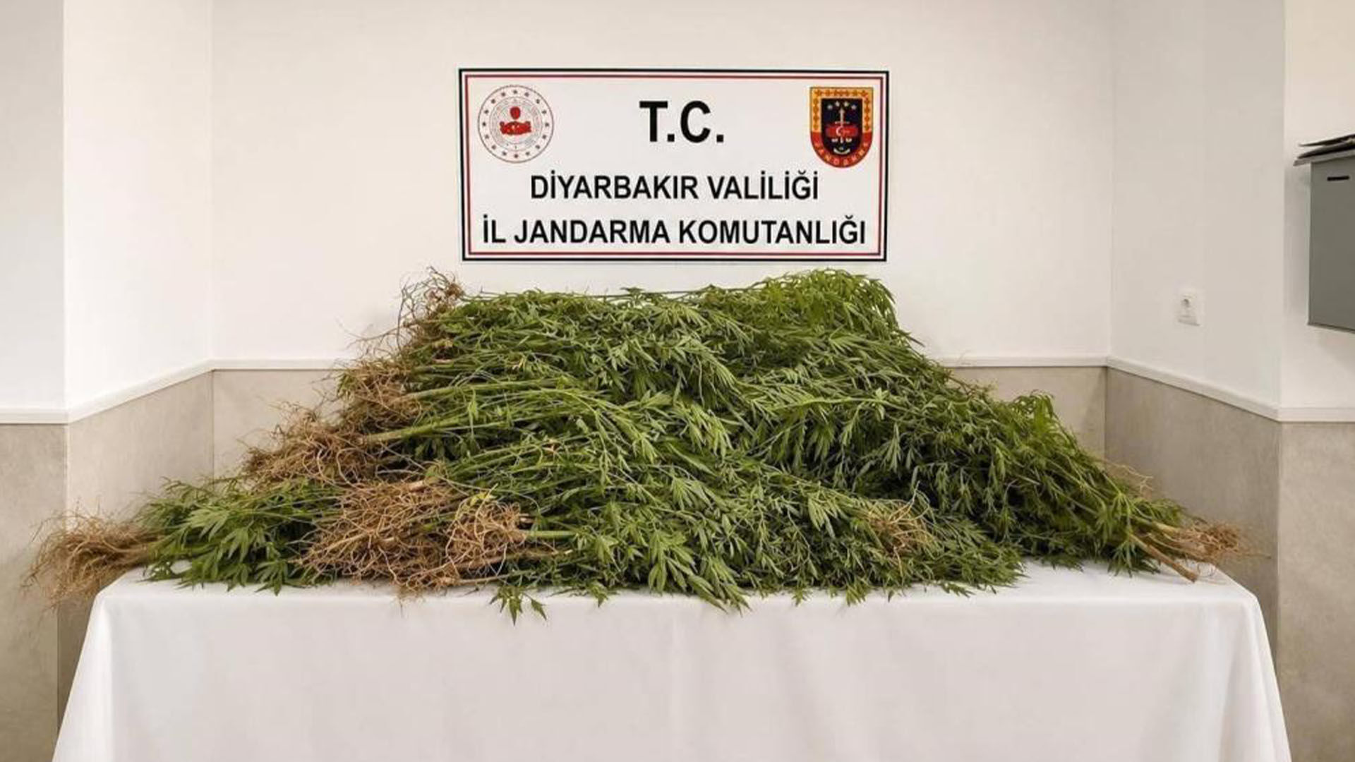 Diyarbakır’da Uyuşturucu Operasyonları, 14 Bin Kök Kenevir Ele Geçirildi