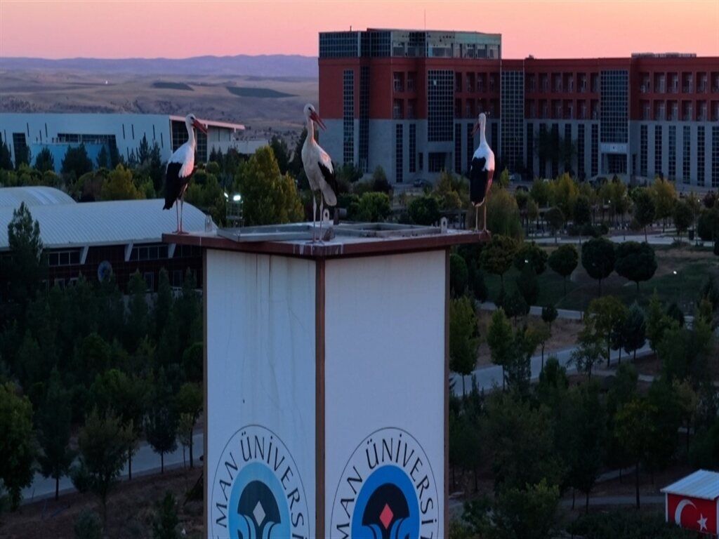Göç Yolunda Kartpostallık Görüntü Leylekler Saat Kulesine Kondu (2)