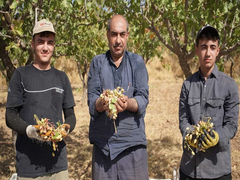 Hırsızlık Endişesi Hasadı Öne Çekti Fıstıklar Erken Toplanıyor (1)