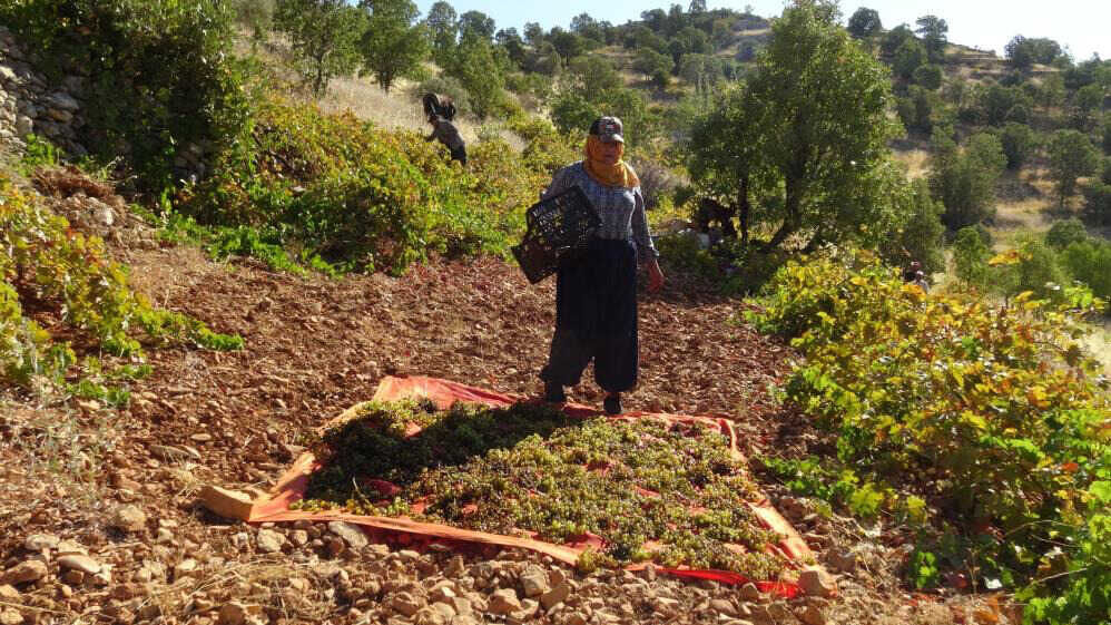 Bağ Bozumu Başladı: Kışlık Kuru Üzüm İçin Hummalı Çalışma