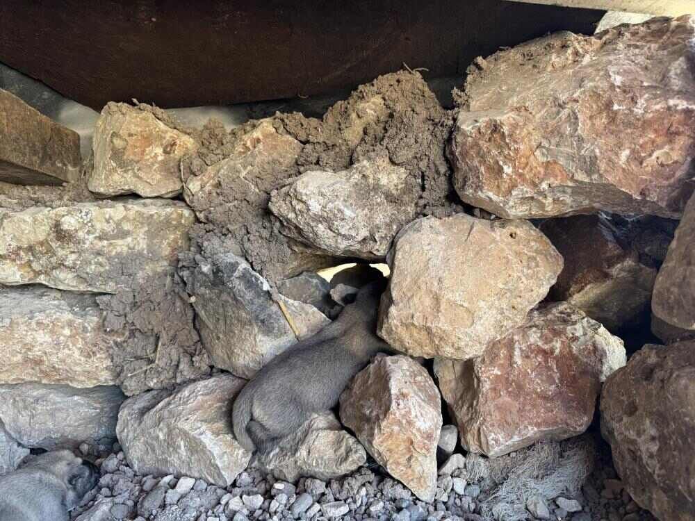 Sıkıştıkları Yerden Çıkarılan Yavru Köpekler Annelerinin Yanına Bırakıldı (1)