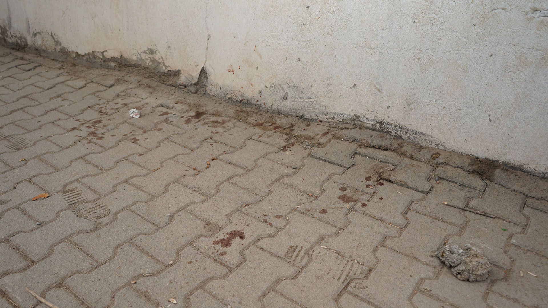 Bismil’de Yaralı Bulunan Mahalle Kedisi Tedavi İçin Diyarbakır’a Sevk Edildi 1