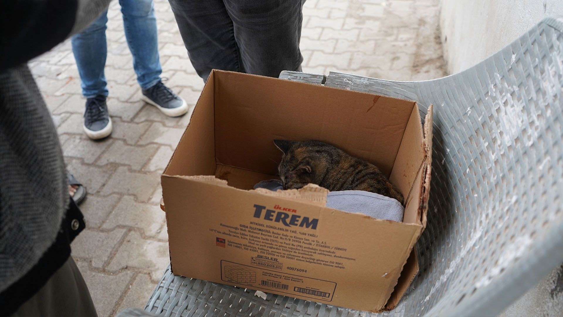 Bismil’de Yaralı Bulunan Mahalle Kedisi Tedavi İçin Diyarbakır’a Sevk Edildi 3